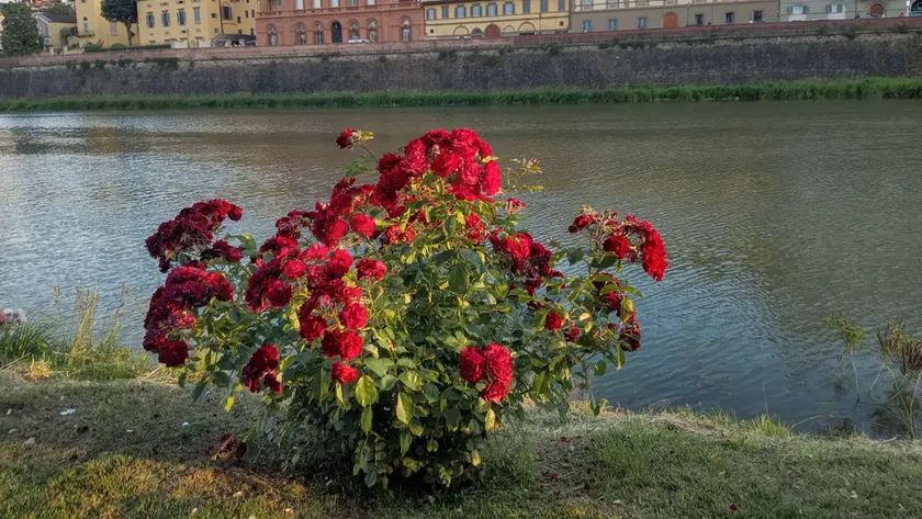 I fiori comparsi a Firenze per ricordare la donna morta