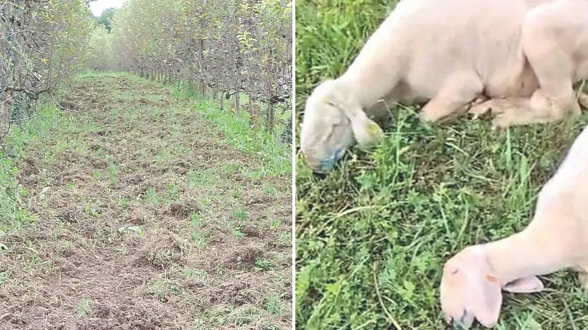 Gli effetti del passaggio dei cinghiali, a destra due ovini uccisi dalla febbre catarrale