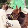 Tra le attività dell’associazione Fabiola c'è anche una giornata con gli asinelli