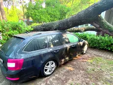 Un albero caduto su un’auto a Lignano (foto Petrussi)