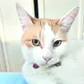 Kerry, il gatto trovato morto in un giardino ad Aviano