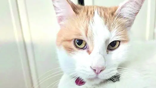 Kerry, il gatto trovato morto in un giardino ad Aviano