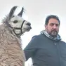 Daniele Peresson a Piano d’Arta con il lama “Evo”, a destra ovini uccisi dal virus della lingua blu