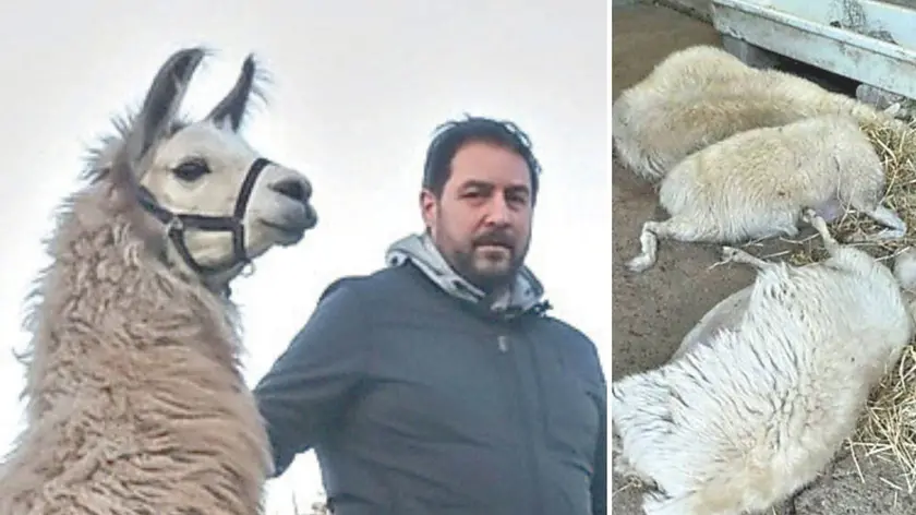 Daniele Peresson a Piano d’Arta con il lama “Evo”, a destra ovini uccisi dal virus della lingua blu