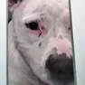 Blue, amstaff di cinque anni