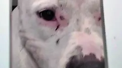 Blue, amstaff di cinque anni