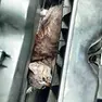 Uno dei due gatti incastrati nel cofano motore dell'auto