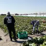 Alcuni braccianti impegnati nella raccolta del radicchio
