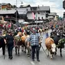 Le mandrie che hanno sfilato per le vie di Sappada