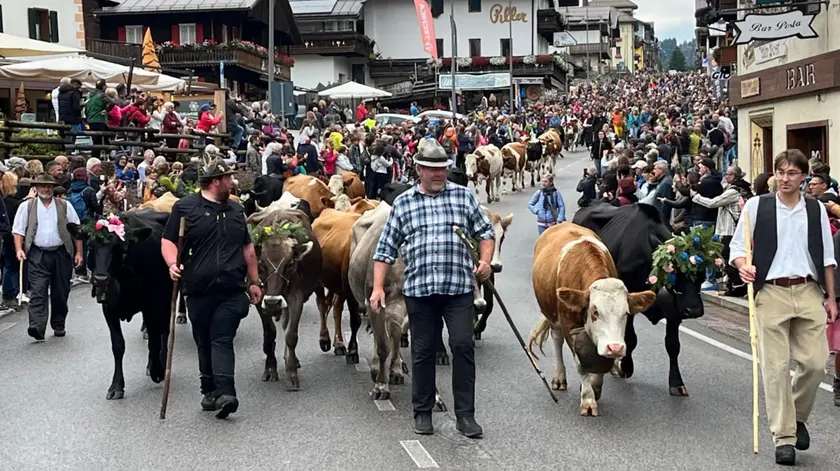 Le mandrie che hanno sfilato per le vie di Sappada