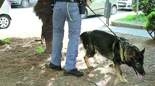 Controlli rafforzati, anche con ausilio di cani, in Borgo stazione (foto Petrussi)