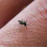 La Chikungunya è una malattia febbrile acuta virale trasmessa dalla puntura di zanzare infette