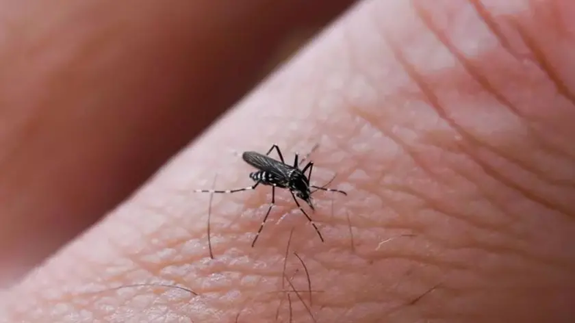 La Chikungunya è una malattia febbrile acuta virale trasmessa dalla puntura di zanzare infette