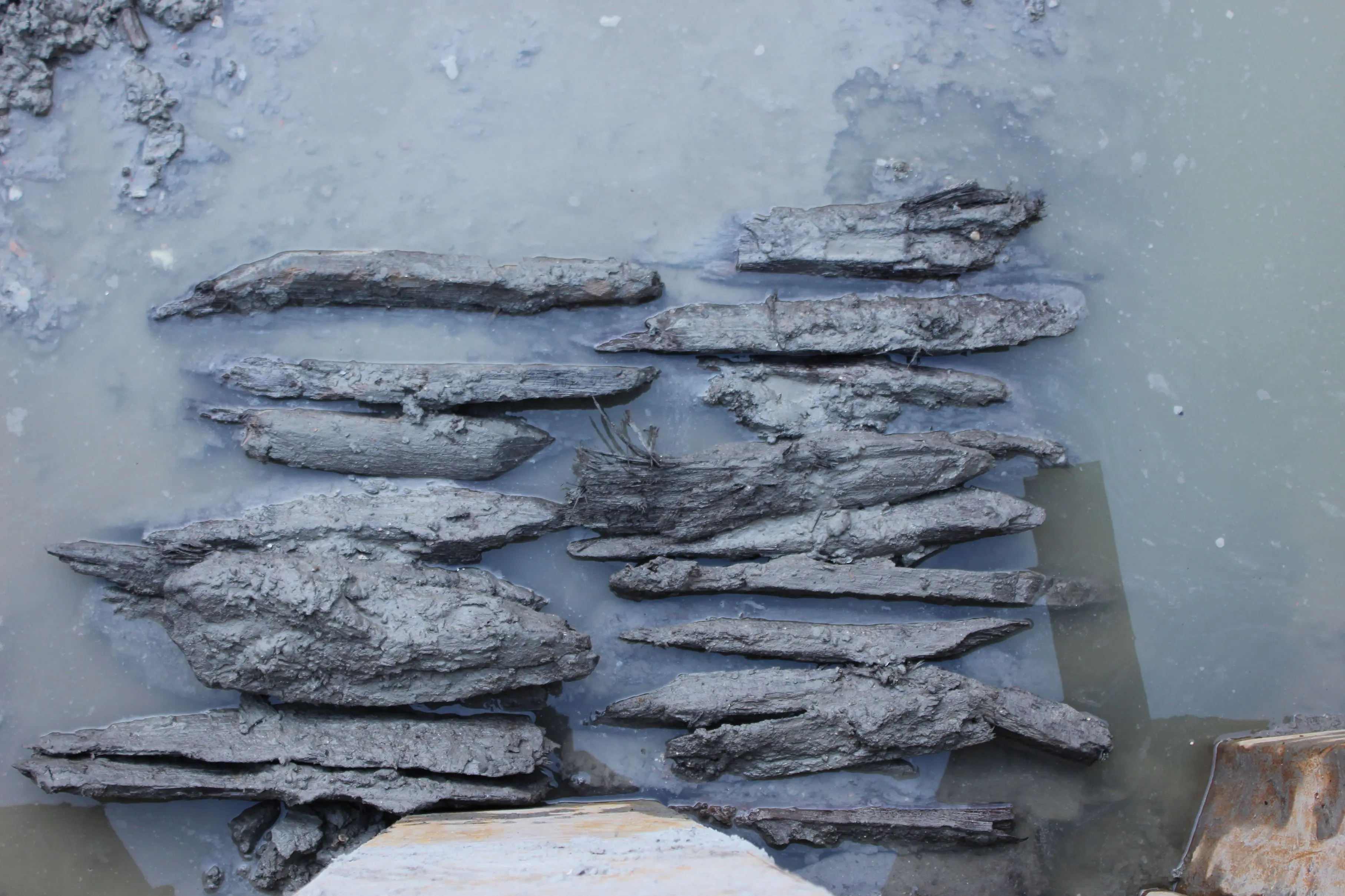 La palizzata US 14. Le assi sono state rese acuminate con un'ascia per facilitarne la penetrazione nel terreno