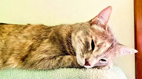 Nina, la gatta di Pablo Perissinotto, è stata colpita da uno sparo