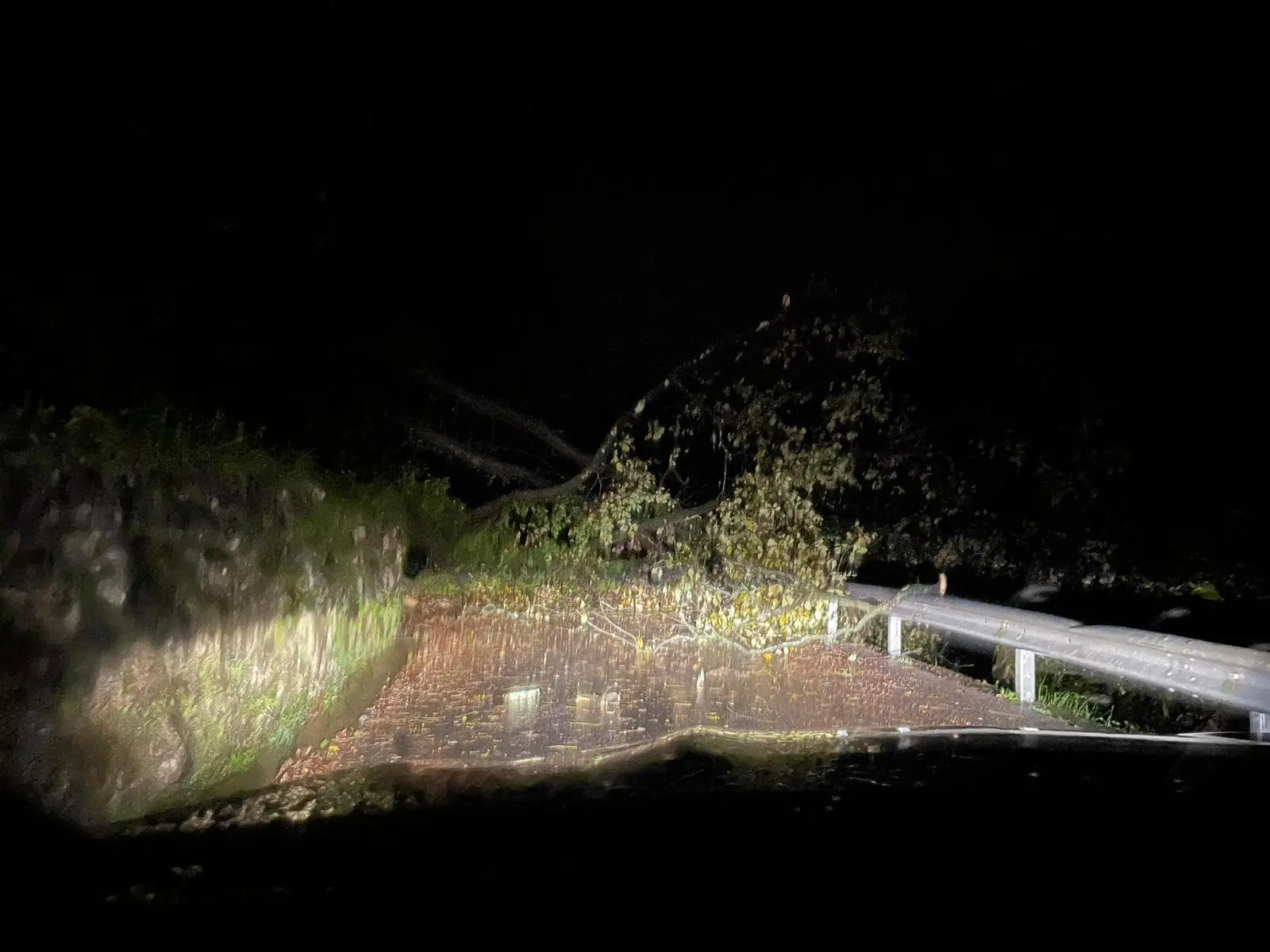 Un albero caduto in strada a Forgaria