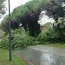 L'albero caduto in strada a Lignano Pineta