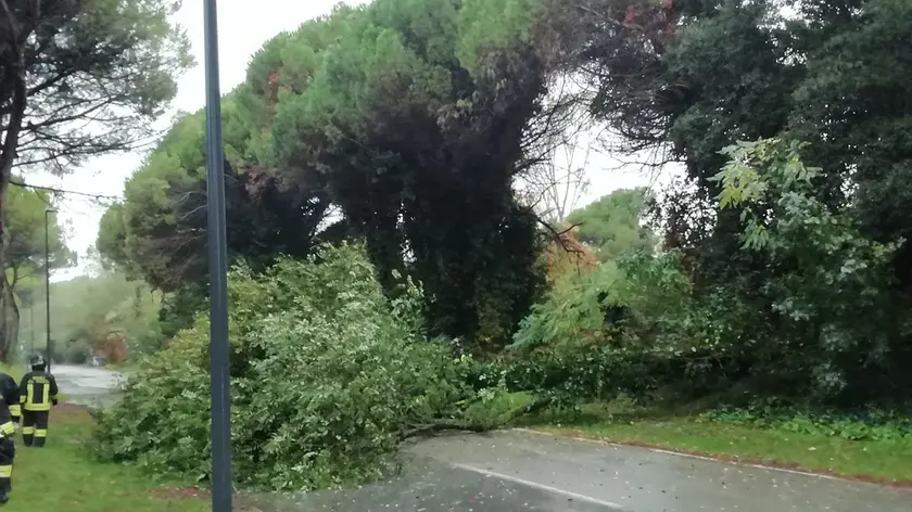 L'albero caduto in strada a Lignano Pineta