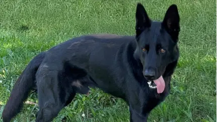 Il cane antidroga Galant