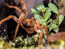 La tarantola golia, una delle specie arrivate al Parco Natura Viva