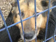 Un cane in una foto di archivio