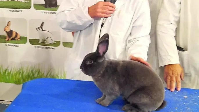 Il coniglio di razza Rex blu viene valutato dai giudici della fiera di Montichiari