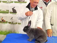 Il coniglio di razza Rex blu viene valutato dai giudici della fiera di Montichiari