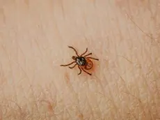 Il cambiamento climatico ha generato nuove varietà di zecche, che portano nuove malattie