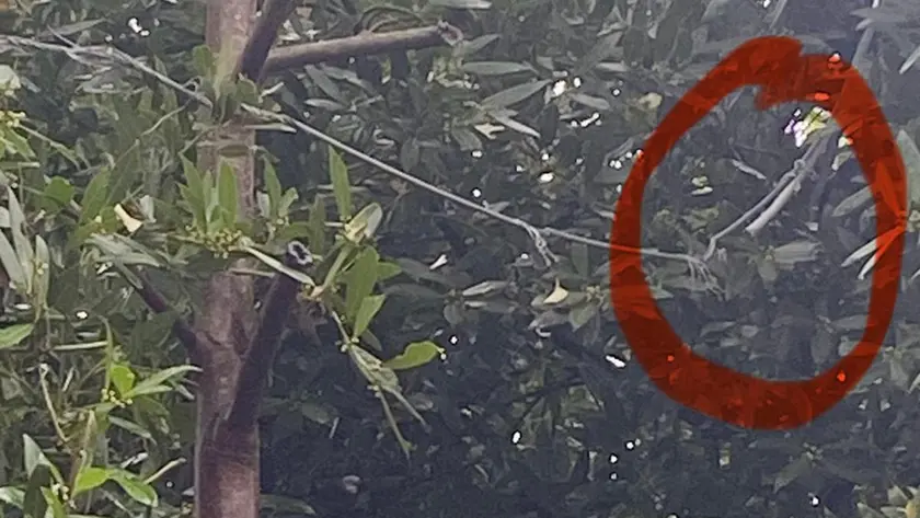 Nel cerchio il punto in cui il cavo telefonico è tranciato