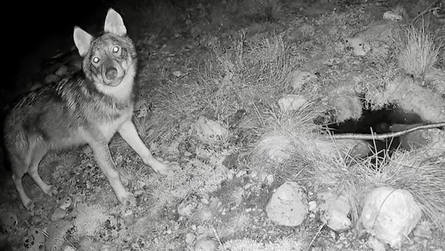 Il giovane lupo fotografato dalle fototrappole di Luca Pellegrini nel vallone di San Tomè a Dardago