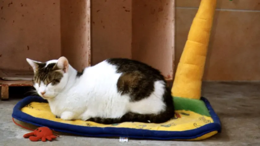 Un bel micio appisolato al sole in totale relax