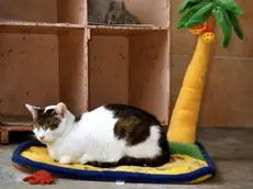 Un bel micio appisolato al sole in totale relax