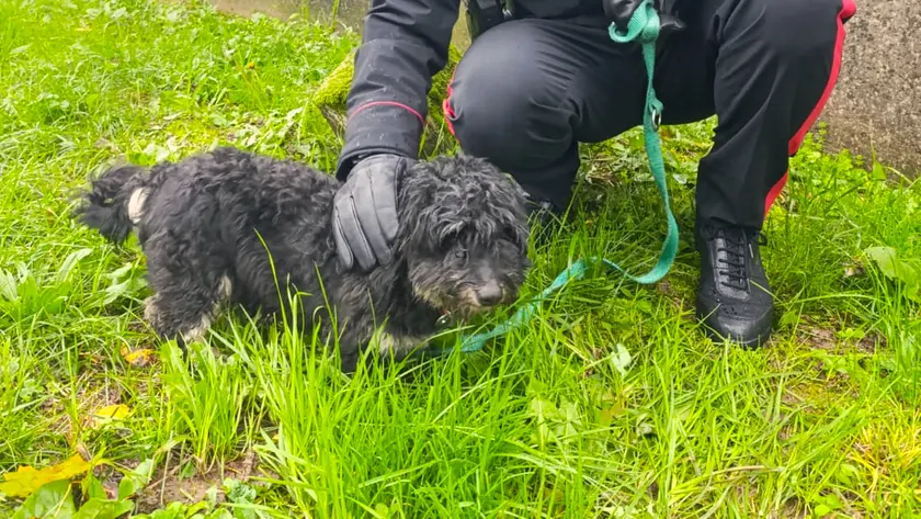 Il piccolo Cocki salvato dai carabinieri