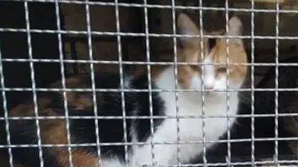 Nelle gabbia posizionate dall'anziano per i topi ci era finito un gatto (foto d'archivio)