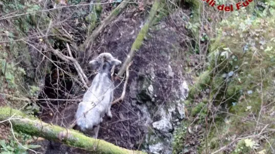 La vitellina bloccata nella forra