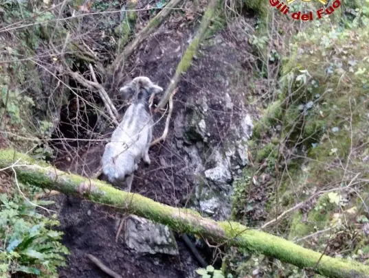 La vitellina bloccata nella forra