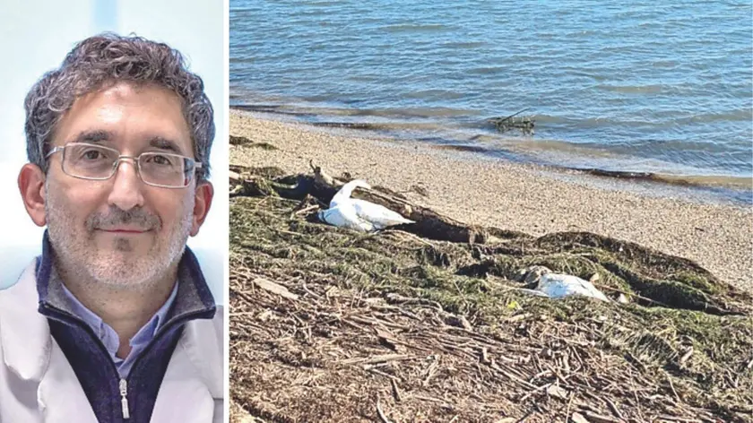 Due cigni morti lungo il litorale e Calogero Terregino dell’Istituto zooprofilattico delle Venezie