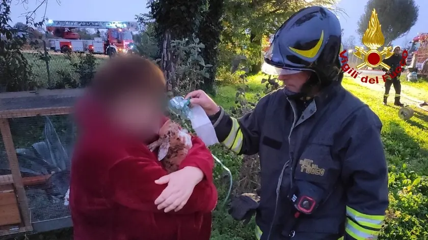 Uno dei conigli salvati dai vigili del fuoco