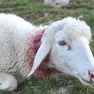 L’unica capra sopravvissuta all'attacco dei lupi e una delle pecore azzannate