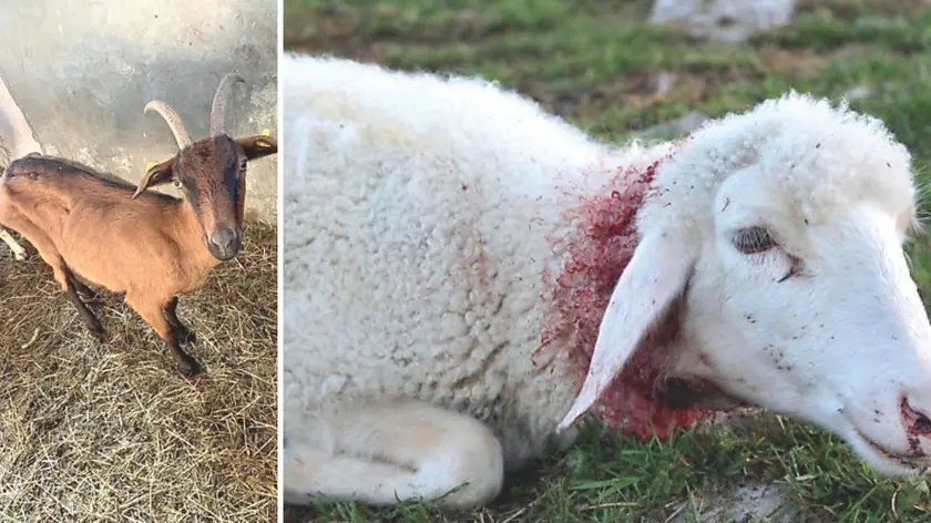 L’unica capra sopravvissuta all'attacco dei lupi e una delle pecore azzannate