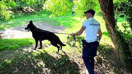Il cane antidroga Galant durante uno dei controlli svolti in città