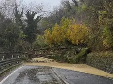 Collegamento interrotto: la frana sulla strada provinciale tra Dolegna del Collio e Brazzano