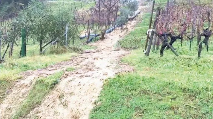 Una immagine della frana scesa tra le vigne a Brazzano nel 2017