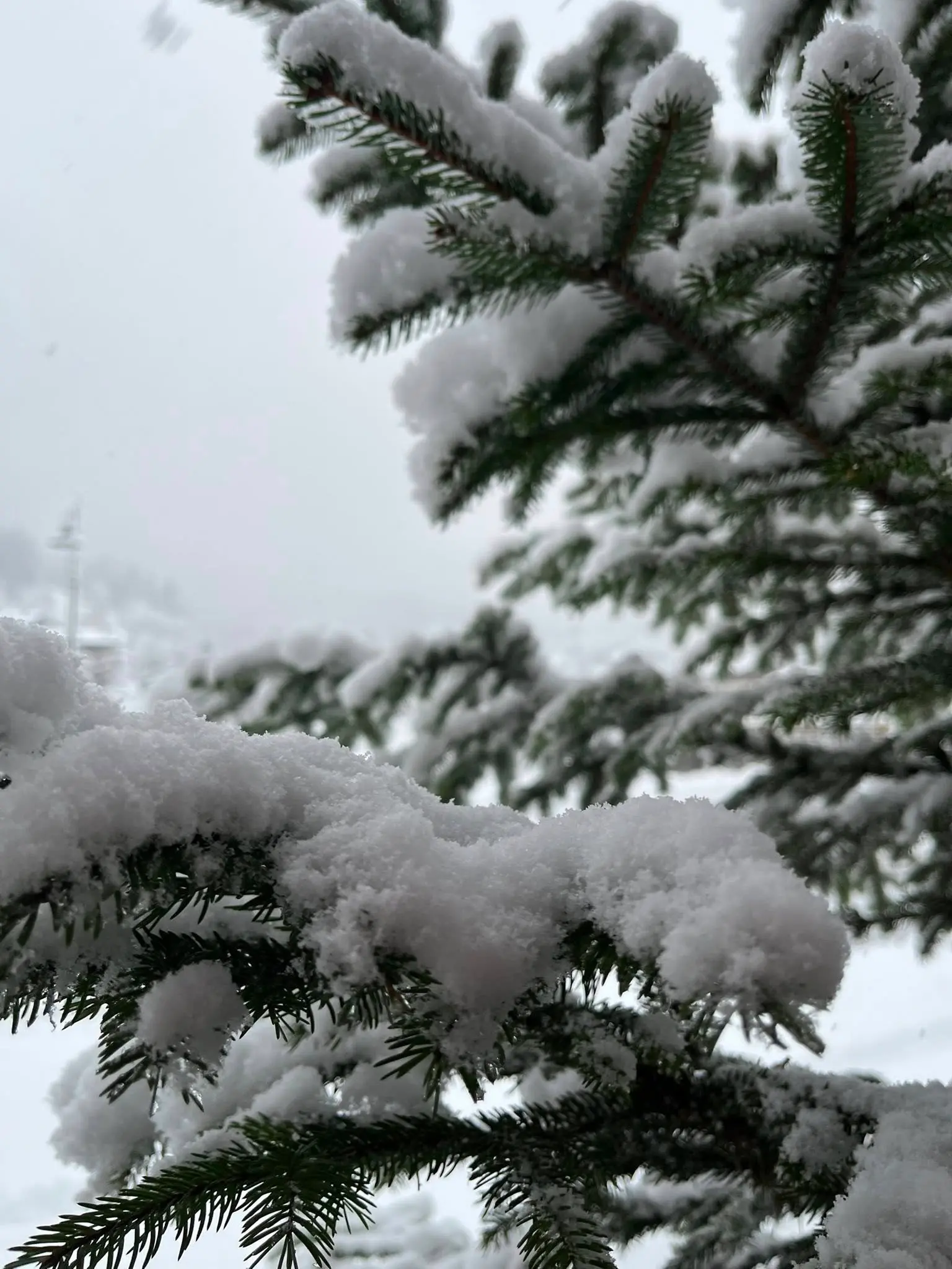 Ecco Forni di Sopra completamente innevata dopo le ultime precipitazioni, con accumuli consistenti nel centro abitato. La neve ha ricoperto tetti e strade, rallentando la viabilità ma senza creare criticità rilevanti