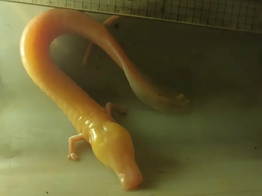 Il piccolo drago: le immagini del ritrovamento da parte della Società adriatica di speleologia