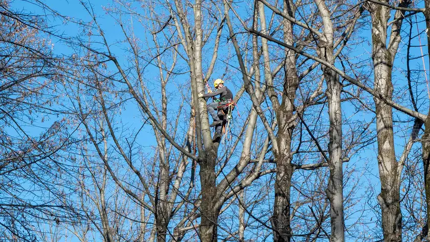 Il filare di via Pola oggetto dell’intervento di arboricoltura © Foto Petrussi / Marco Brisotto