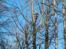 Il filare di via Pola oggetto dell’intervento di arboricoltura © Foto Petrussi / Marco Brisotto