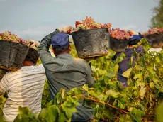 Lavoratori agricoli migranti impegnati nella vendemmia