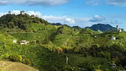 Area prosecco Doc nella Marca trevigiana