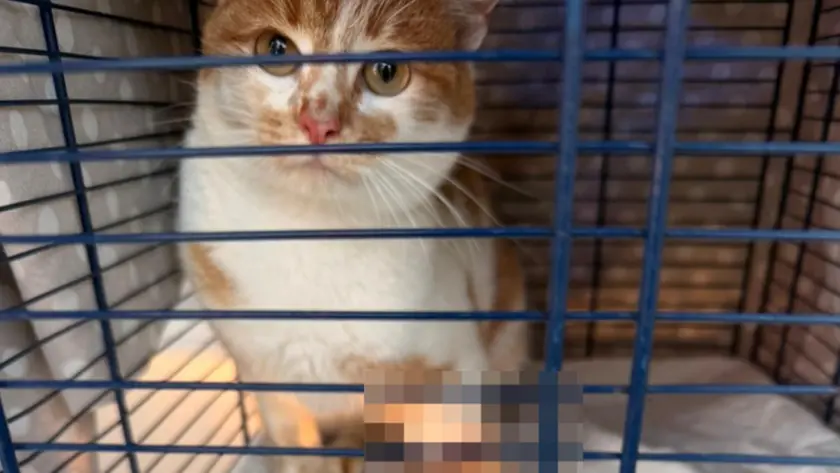 Il gattino salvato ad Azzano